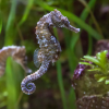 seahorse thumb 1000x1000 e59a0d0