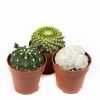 kaktus miks cactus mix 15 8 5 n